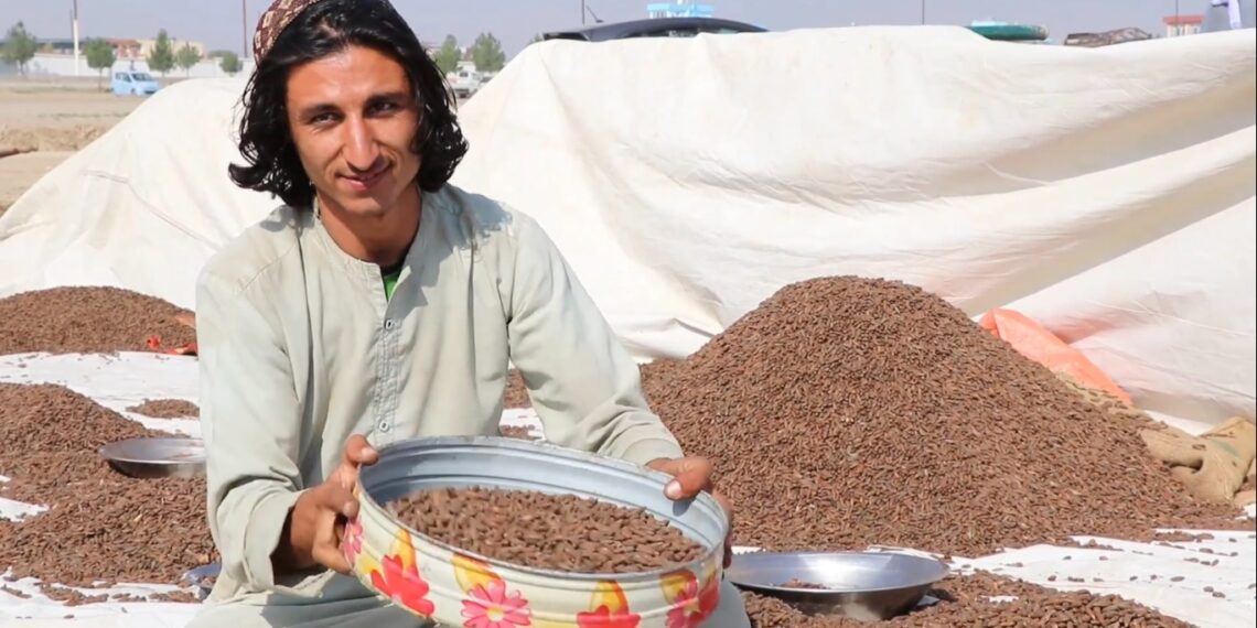 د خوست سوداګر: له چین سره د جلغوزیو انحصاري تړون له امله زیانونو سره مخ یو