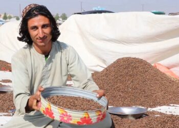 د خوست سوداګر: له چین سره د جلغوزیو انحصاري تړون له امله زیانونو سره مخ یو