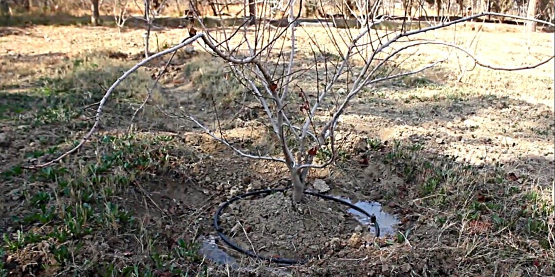 د اوبو مدیریت هڅه؛ فراه کې د څاڅکي په بڼه د اوبو لګولو سیسټم جوړول پيل شول