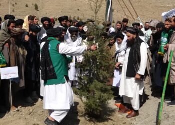 کرنې وزارت: سږ کال به ټول هېواد کې ۱۶ میلیونه نیالګي کېنوو