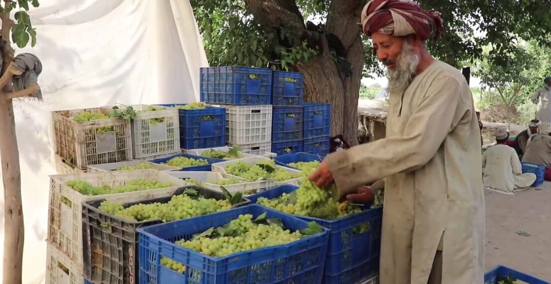 له کندهاره تېرو ۹ میاشتو کې د نږدې۴۰۰ میلیونو ډالرو په ارزښت صادرات شوې