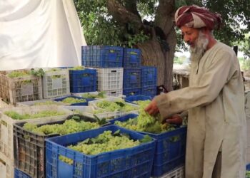 له کندهاره تېرو ۹ میاشتو کې د نږدې۴۰۰ میلیونو ډالرو په ارزښت صادرات شوې