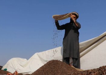 د صنعت او سوداګرۍ وزارت: روان کال د ۱۴ ميليونو ډالرو په ارزښت جلغوزي صادر شوي