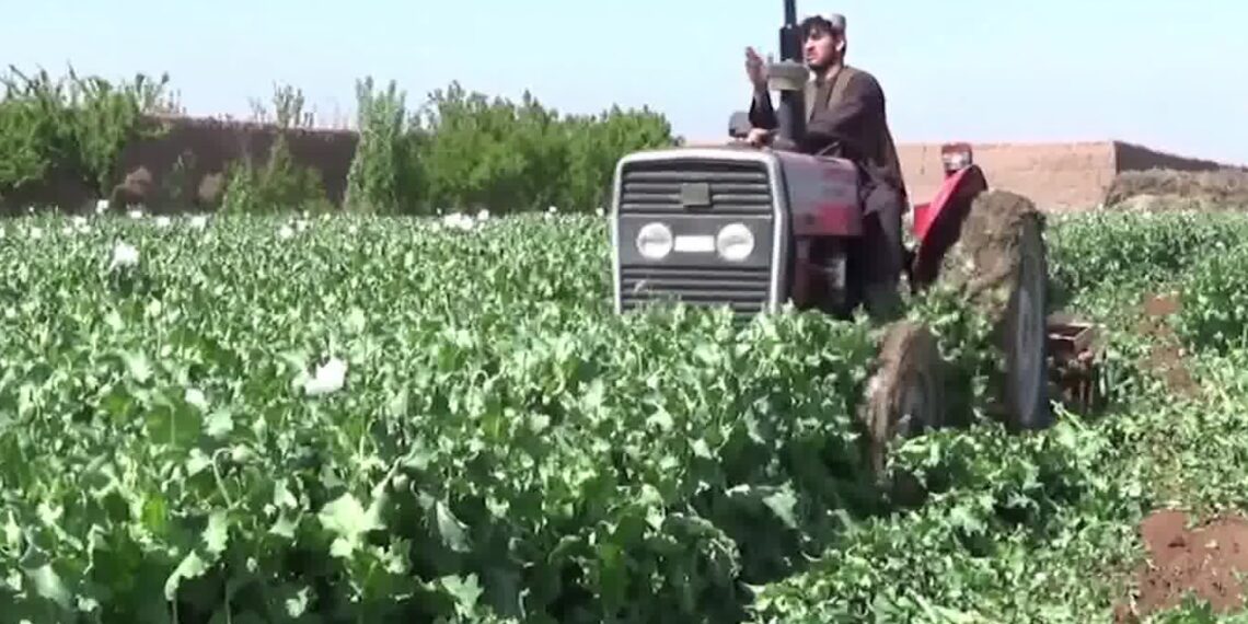 ایراني چارواکو د نشه ‌يي توکو پر وړاندې د اسلامي امارت مبارزه ستايلې