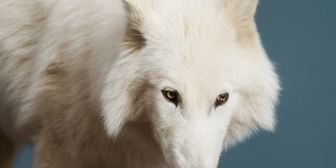 له۱۰زرو کلونو وروسته د پخواني لوی لېوه نسل بیا را ژوندی شو