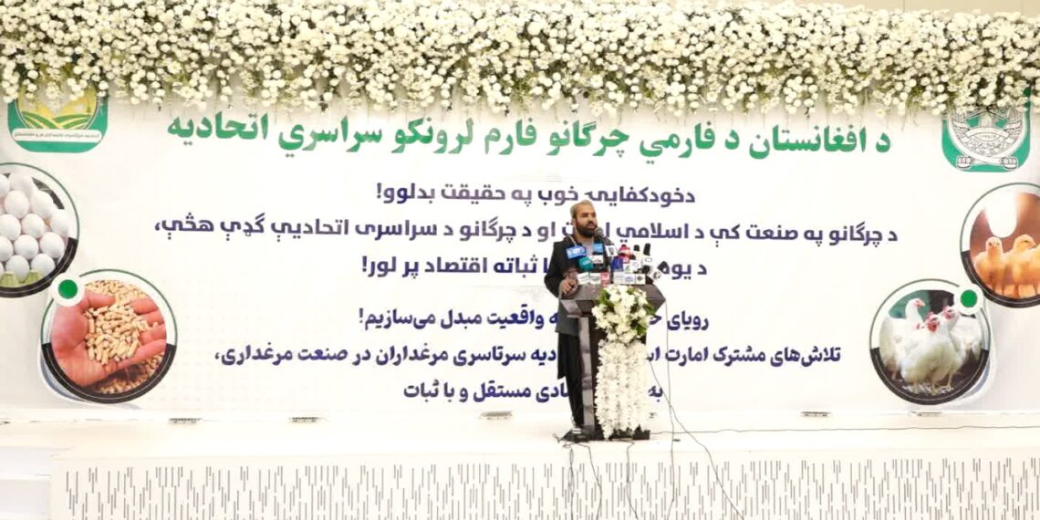 د چرګانو فارم لرونکو ټولنه: د بازار د اړتیا وړ۵۰ سلنه  چرګ غوښه او هګۍ په کوردننه تولیدېږي
