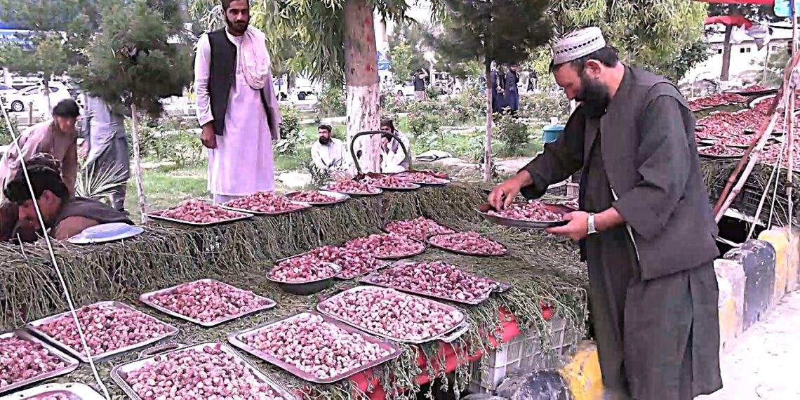 کندهار کې د توتانو مېله؛ یو شمېر کسانو ته د عاید سرچینه برابره شوې