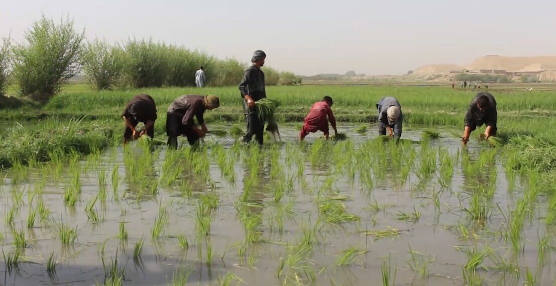 بلخ کې د شولو کښت ته د بزګرانو لېوالتیا زیاته شوې