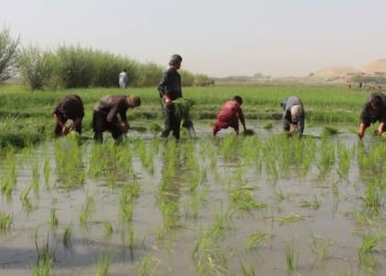 بلخ کې د شولو کښت ته د بزګرانو لېوالتیا زیاته شوې