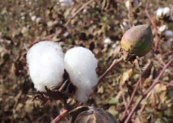 بلخ کې د پنبې کاروباریان د صادراتو لپاره د پاکستان پر ځای د بدیلو لارو غوښتنه کوي