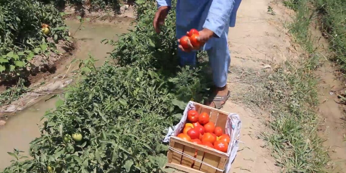 بلخ کې کروندګر: د رومیانو حاصلات ښه دي خو بازار نه لري