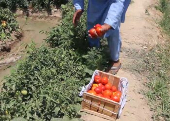 بلخ کې کروندګر: د رومیانو حاصلات ښه دي خو بازار نه لري