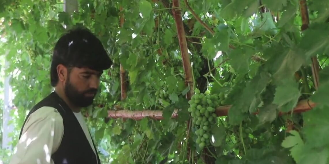 هرات کې طبیعي افتونو او وچکالۍ د انګورو حاصلات زیانمن کړي