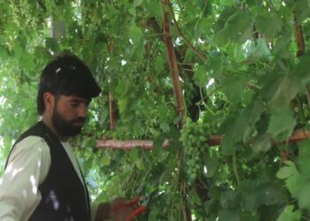 هرات کې طبیعي افتونو او وچکالۍ د انګورو حاصلات زیانمن کړي