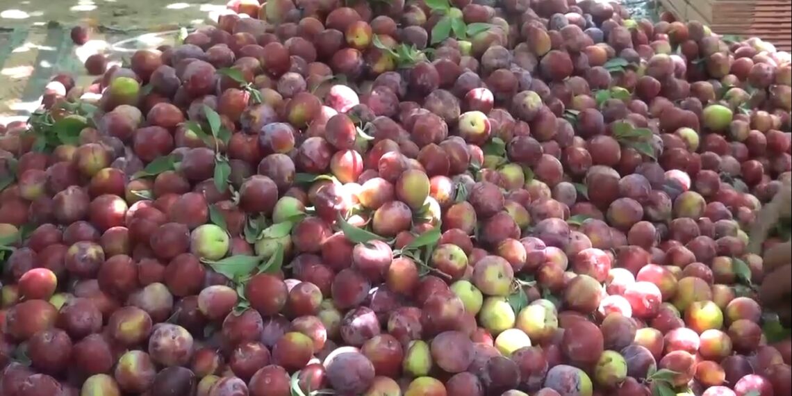 کندهارکې بڼوال: د لوړې تعرفې له امله پاکستان ته د تازه مېوو صادرات درېدلي