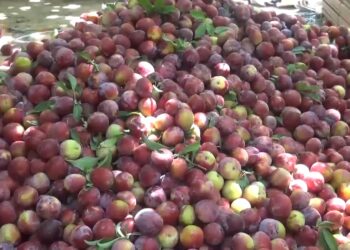 کندهارکې بڼوال: د لوړې تعرفې له امله پاکستان ته د تازه مېوو صادرات درېدلي