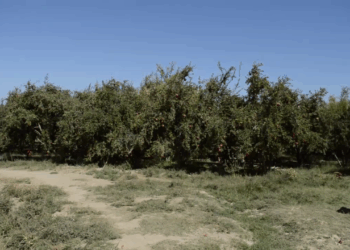 کندهار کې کروندګر د کرنیز لابراتوار غوښتنه کوي