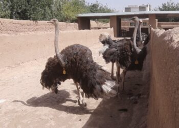 هرات کې د شتر مرغ فارمونو جوړولو ته د خلکو لېوالتیا کمه شوې