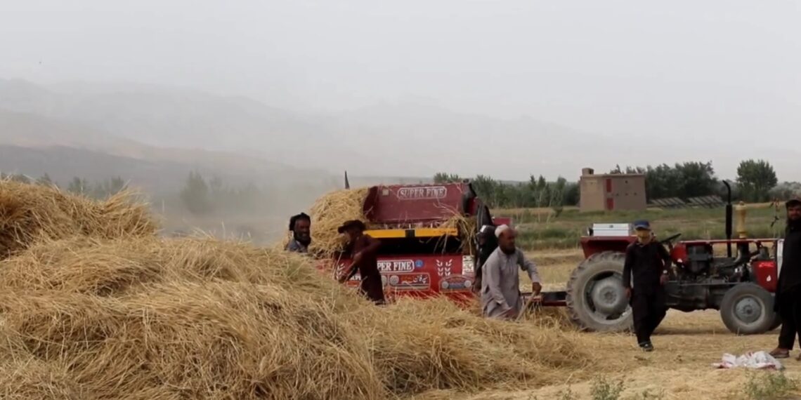 روان کال پکتیا کې د غنمو حاصلات ۱۵ سلنه زیات شوي