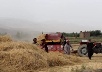 روان کال پکتیا کې د غنمو حاصلات ۱۵ سلنه زیات شوي