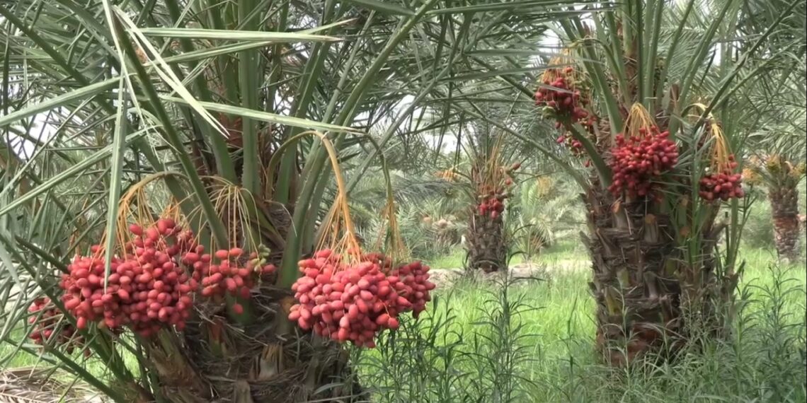 ننګرهار کې د خرما د حاصلاتو ډېرولو هڅې پیل شوې