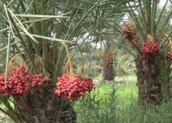 ننګرهار کې د خرما د حاصلاتو ډېرولو هڅې پیل شوې