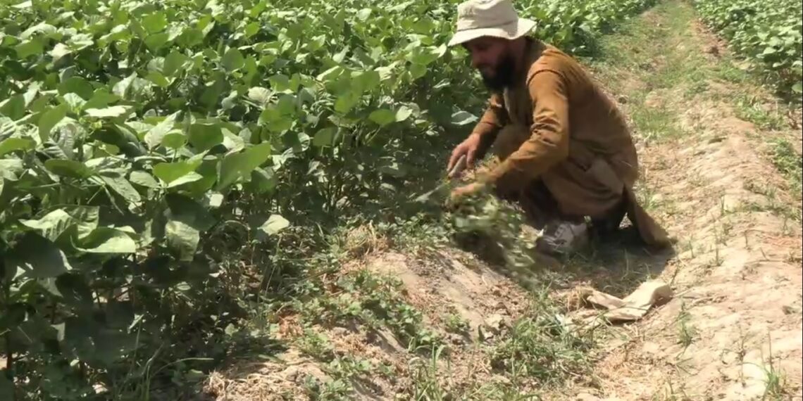 د ننګرهار کرنې ریاست: د اصلاح شویو تخمونو د تکثیر لپاره څېړنیز فارمونه ډېروو