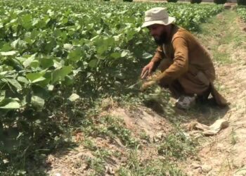 د ننګرهار کرنې ریاست: د اصلاح شویو تخمونو د تکثیر لپاره څېړنیز فارمونه ډېروو