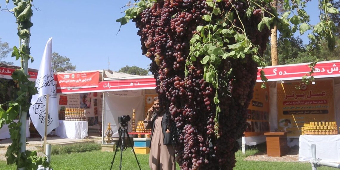هرات کې د کرنیزو او مالدارۍ محصولاتو لپاره د بازار مومدنې نندارتون پرانیستل شو