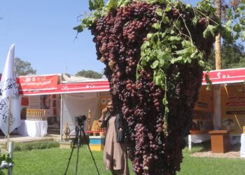 هرات کې د کرنیزو او مالدارۍ محصولاتو لپاره د بازار مومدنې نندارتون پرانیستل شو