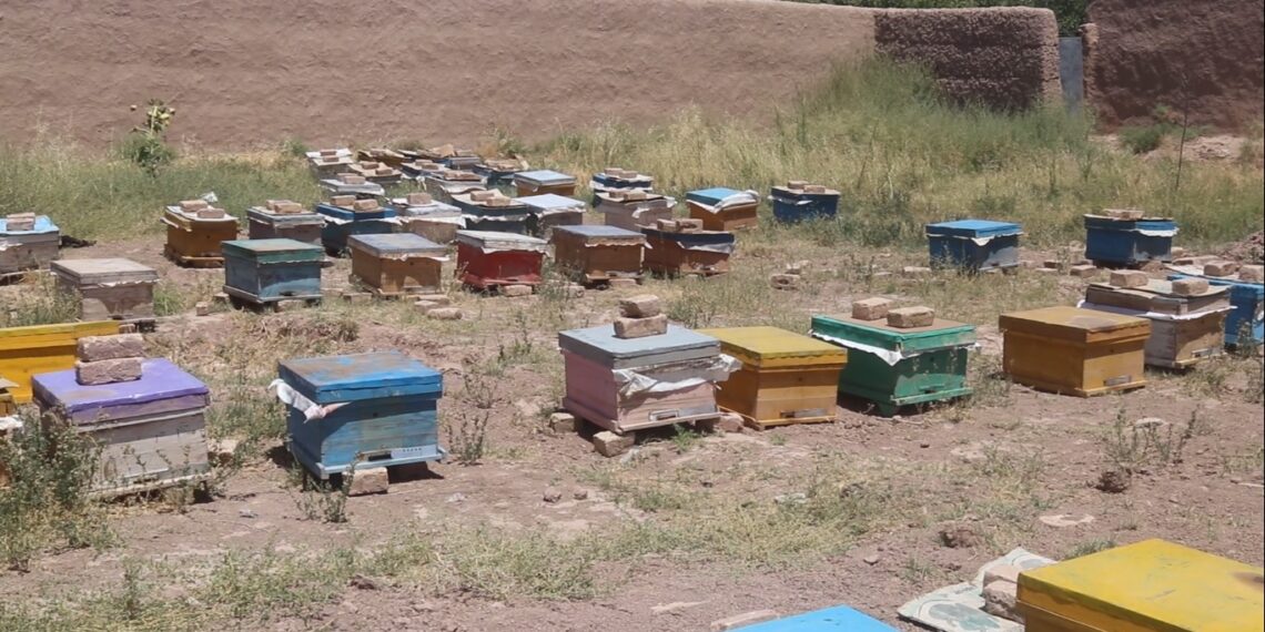 هرات کې د شاتو مچیو فارمونو له زیاتېدو سره د شاتو توليدات هم زیات شوي