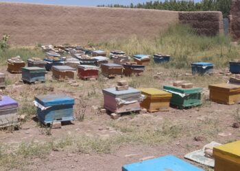 هرات کې د شاتو مچیو فارمونو له زیاتېدو سره د شاتو توليدات هم زیات شوي