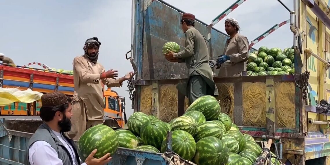 پکتیا کې د هندواڼو حاصلات د تېر پرتله څو برابره زیات شوي