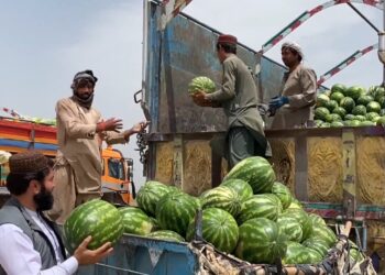 پکتیا کې د هندواڼو حاصلات د تېر پرتله څو برابره زیات شوي