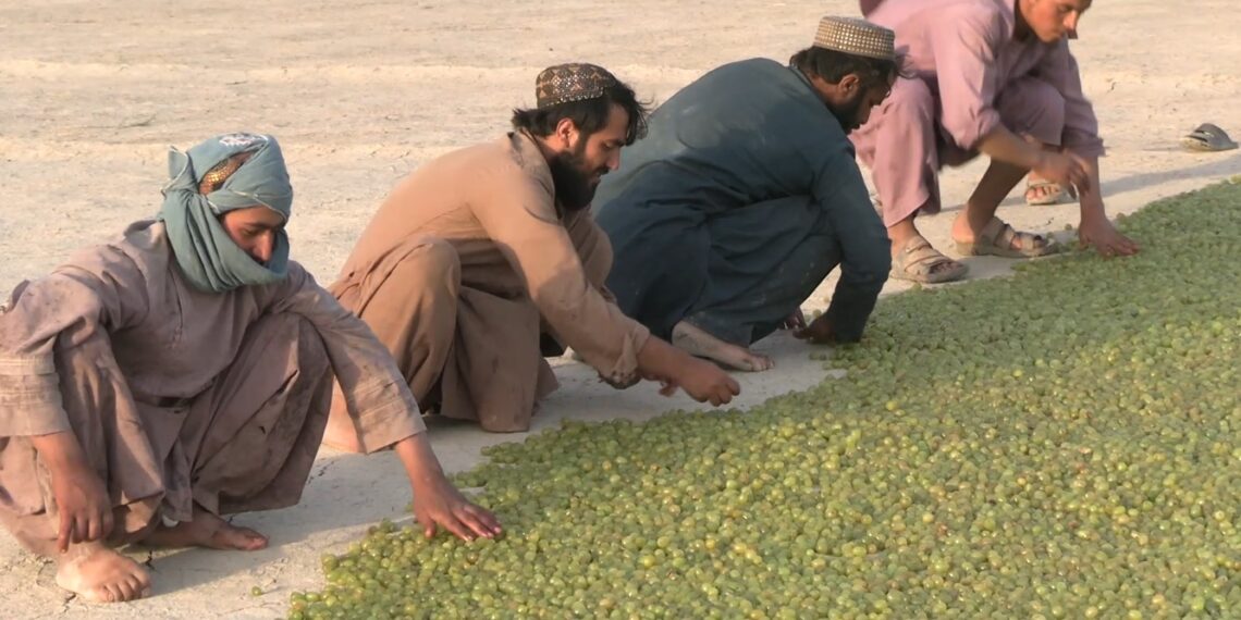 کندهار کې د ابجوشو بیې ټيټې شوې