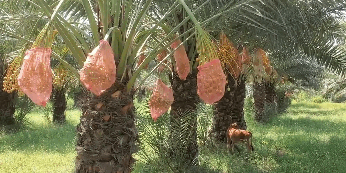 په لومړي ځل د ننګرهار هډې فارم خرما بڼ حاصلات نورو ولایتونو ته ولېږل شول