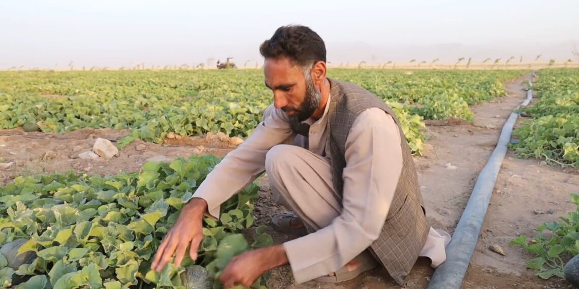 هرات کې د وچکالۍ اوږدېدل؛ خلکو د اوبو لګولو څاڅکي سیسټم ته مخه کړې