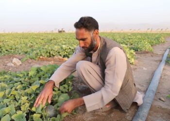 هرات کې د وچکالۍ اوږدېدل؛ خلکو د اوبو لګولو څاڅکي سیسټم ته مخه کړې