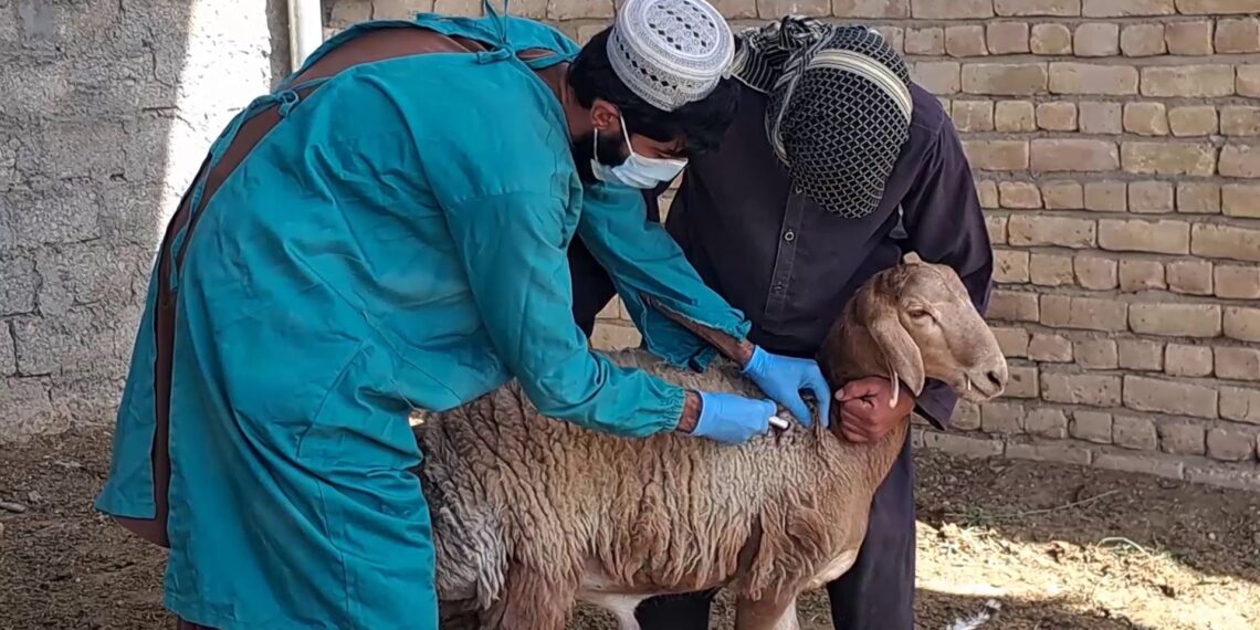 له طاعون ناروغۍ وېره؛ کندهار او هلمند کې له ۱۶۰ زرو ډېر څاروي واکسینیږي