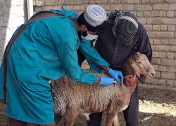 له طاعون ناروغۍ وېره؛ کندهار او هلمند کې له ۱۶۰ زرو ډېر څاروي واکسینیږي