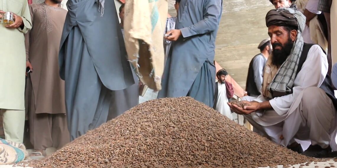 د سوداګرو شکایت: د افغانستان جلغوزي له چین پرته نورو نړیوالو مارکېټونو ته لار نه لري