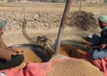 بلخ کې د شولو بزګران له دولت د تخنیکي ملاتړ غوښتنه کوي