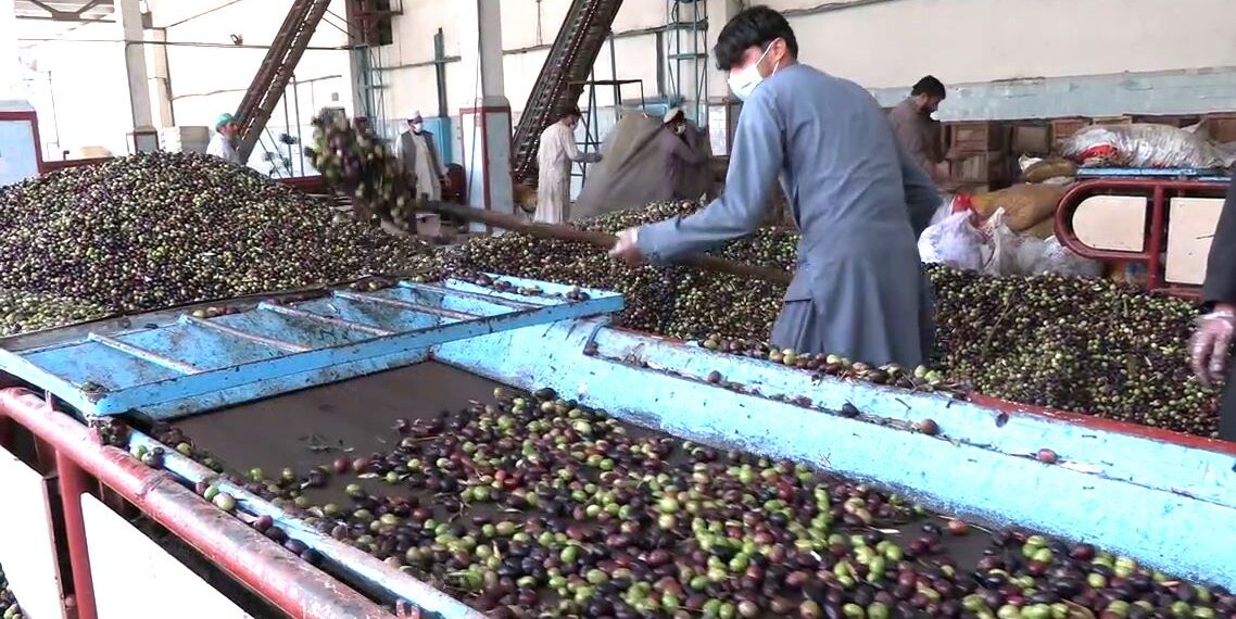 ننګرهار کې د زیتون تېلو تولید ۴۰ سلنه زیات شوی
