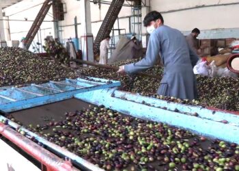 ننګرهار کې د زیتون تېلو تولید ۴۰ سلنه زیات شوی