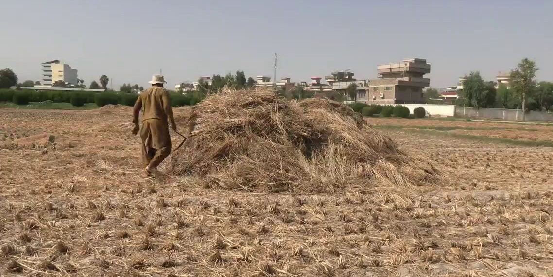 ننګرهار کې د شولو حاصلات ډېرېدل له اندېښنو سره مل دي