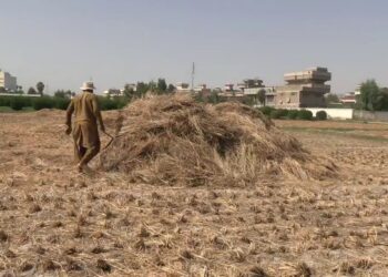 ننګرهار کې د شولو حاصلات ډېرېدل له اندېښنو سره مل دي