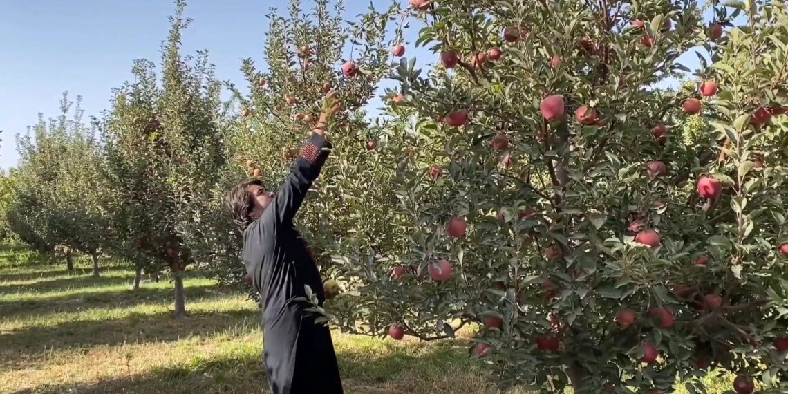 بڼوال: پکتیا کې د مڼو حاصلات ډېر خو بازار یې سوړ شوی