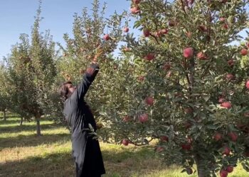 بڼوال: پکتیا کې د مڼو حاصلات ډېر خو بازار یې سوړ شوی