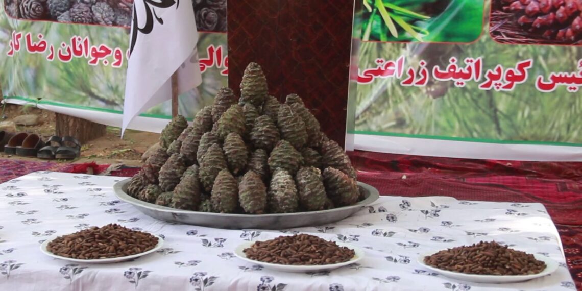 په کاپیسا کې د تور جلغوزي کلنی کلتوري فېسټیوال ترسره شو