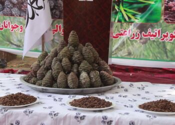 په کاپیسا کې د تور جلغوزي کلنی کلتوري فېسټیوال ترسره شو